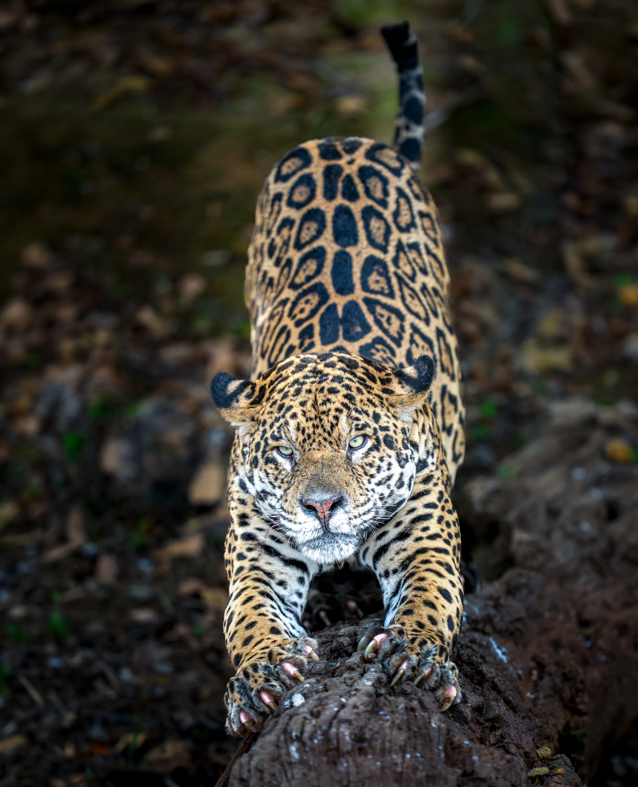 Pantanal Jaguar Expedition gallery image 9